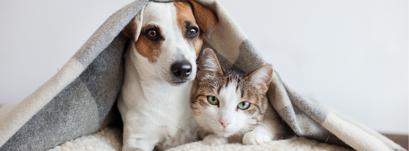 Find a Pet-friendly Community