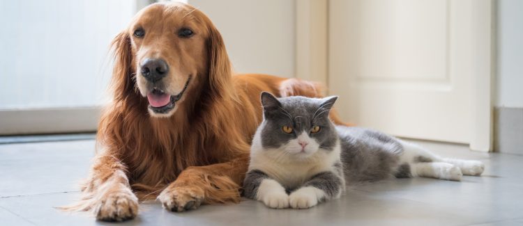 Pet Policies For Renters